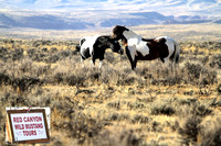 Red Canyon Wild Mustangs