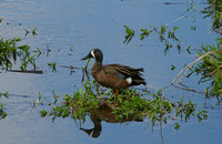 Bluewinged Teal