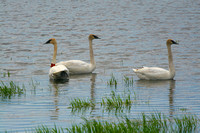 Trumperer Swan